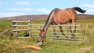 Horse &amp; Carrot | Animated Short