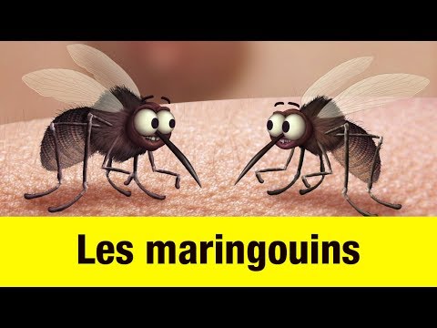 Les maringouins - Têtes à claques