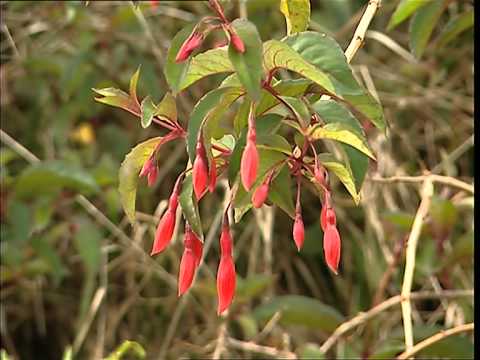 C'est pas sorcier -REUNION : UNE ILE SORTIE DE L'OCEAN