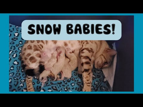 Watch Me Revive a Non-Responsive Newborn Bengal Kitten! 🤞Halo's 5 Seal Lynx Kittens Were Born Today