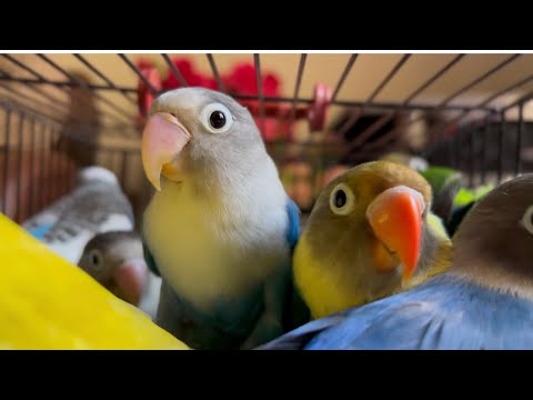 lutino and fischer lovebirds |Lutino personata red eye and Blue parsonata love bird