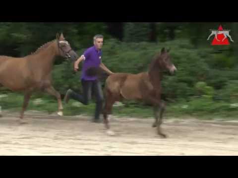 3 Movie Maker HF v. Movie Star - Halifax