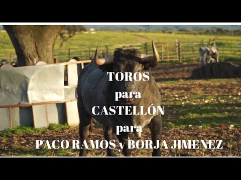 CASTELLÓN Una CORRIDA DE TOROS para PACO RAMOS y BORJA JIMÉNEZ