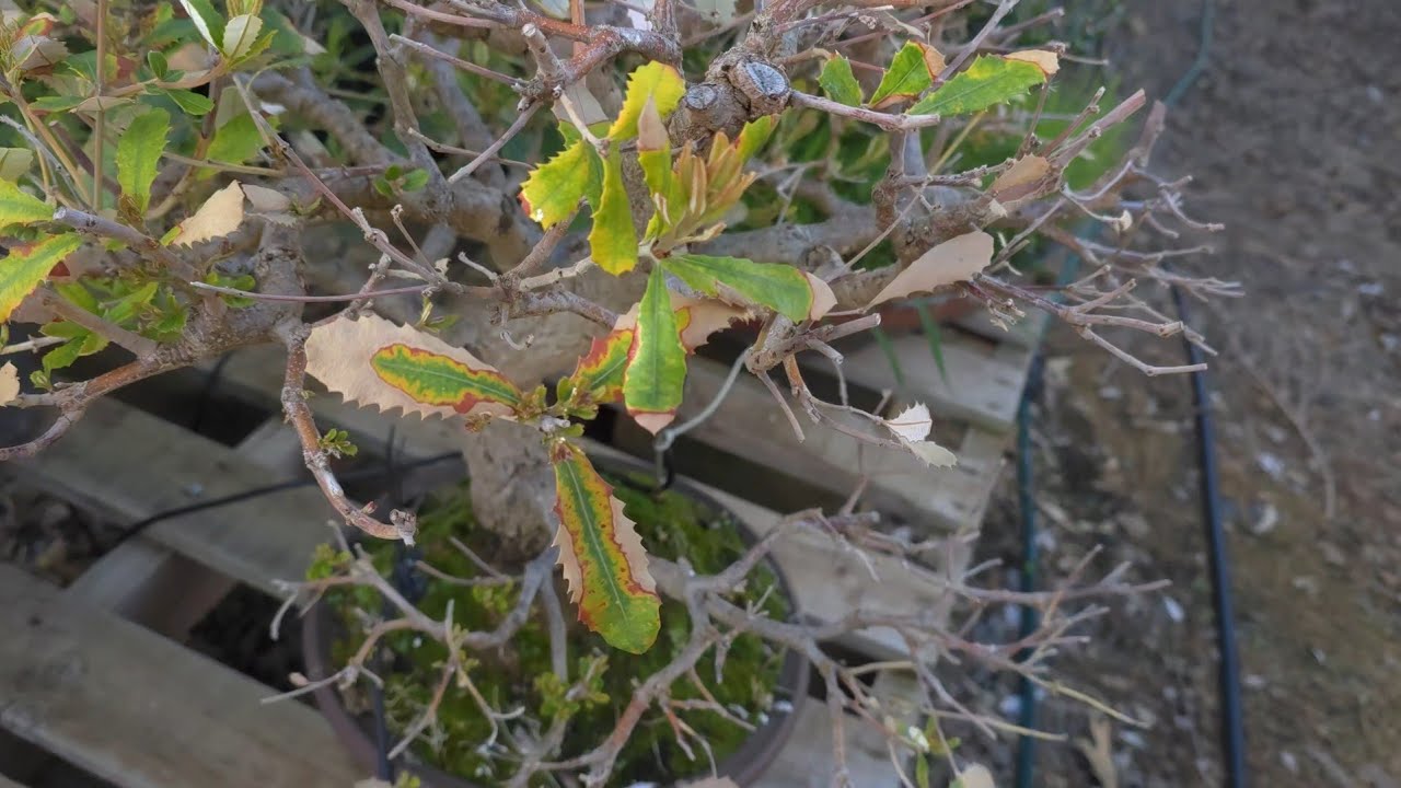 Visit the benches to check in on some Sick Bonsai, Mixed Bag