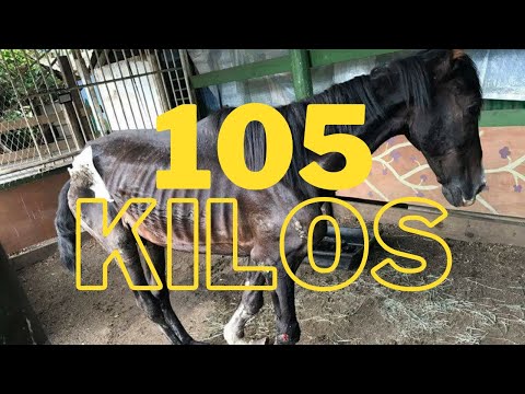 LE CHEVAL LE PLUS MAIGRE DU MONDE !!