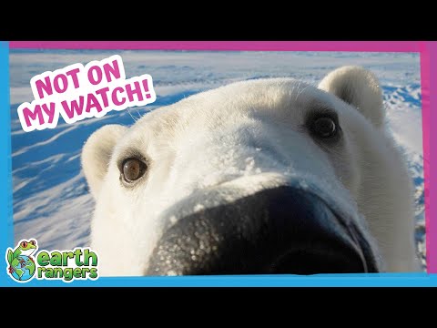 Polar Bear Cubs Are in Trouble but Mom Comes to the Rescue | Earth Rangers