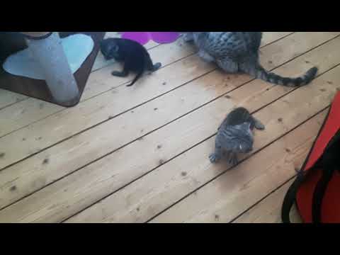 Egyptian Mau Kittens Karlskoga Katthotel