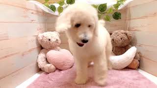 スタンダードプードルの動画01