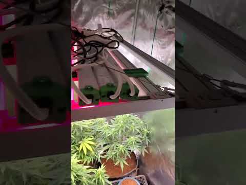ADlite Series with FC-E4800 LED Grow Light will help produce a better quality buds!📸@medicalgrower42