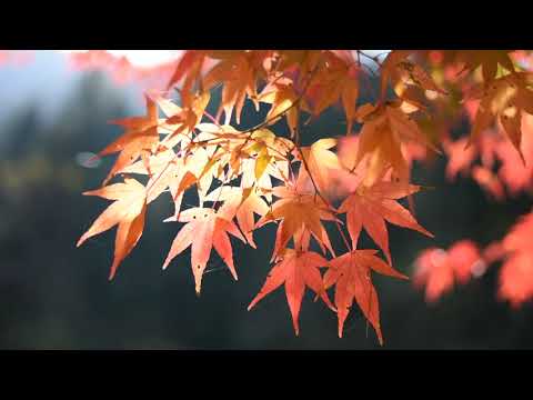 大柳川渓谷 ＭＶ