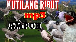 Download lagu mp3 suara kutilang ribut 💯% andalan pemikat burung kutilang liar mp3 Download lagu mp3 suara kutilang ribut 💯% andalan pemikat burung kutilang liar mp3