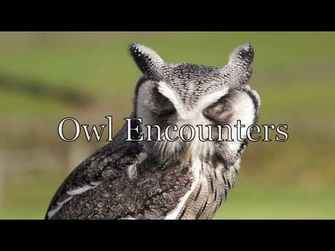 download lagu mp3 mp4 Owl Experience Yorkshire, download lagu Owl Experience Yorkshire gratis, unduh video klip Owl Experience Yorkshire