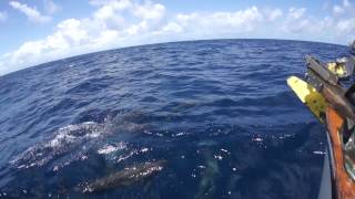 Sailing Marshall Islands to Anuta Day 4 Dolphins