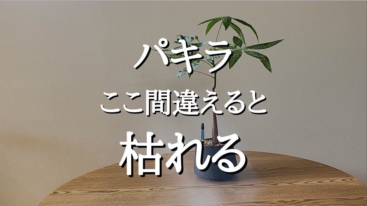 【枯らしてしまう前に見て】パキラはここを間違えやすい｜枯らさず元気に育てる4つのポイントと剪定