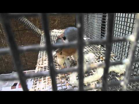 Kestrel vs Snake Skin