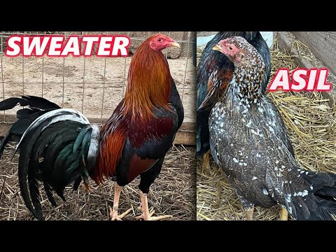 Tennessee Xavier Rodriguez Asil Aseel Sweater Chilango's Farm - Beautiful Birds