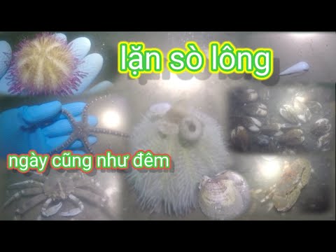 Môn lặn bắt sò lông mò ngày không khác gì ban đêm