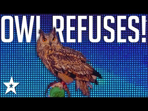 Rocky The Owl Is A Hoot! Animal Audition Goes Wrong on Britain's Got Talent | Got Talent Global