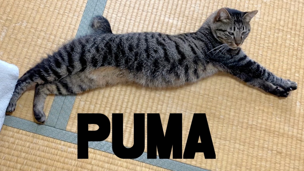 うちの猫がプーマすぎた...