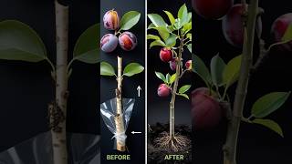 Did You Know You Can Grow Plum Trees THIS Fast! 🍑