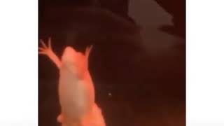 Download lagu Tiktok : Titanic Frog | 🙉 mp3