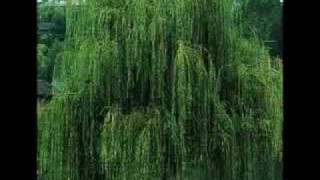 Sweet Southern Comfort