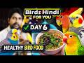 Day 6 Special Diet For Budgies Lovebirds Cockatiels Weekly Bird Feeding Routine Hindi