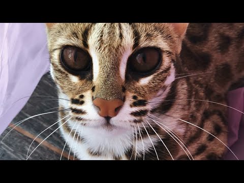 Asian Leopard Cat Bagheera Will Melt Your Heart