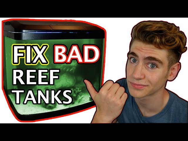 3 REASONS YOUR REEF TANK LOOKS HORRIBLE!