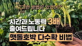 맷돌호박 쉽고 빠르게 파종 하는 방법과 다수확 비법 | 시간과 노동력을 3배 줄여드립니다 #맷돌호박파종시기 …