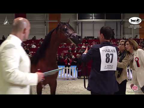 N 87 SIDARTA AS   World Arabian Horse Championship 2022   PARIS   Junior Colts Section A Class 5A