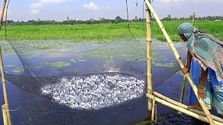 Download lagu Traditional fishing in flood water-Most amazing fishing culture in rainy day-Catch huge deshi fish mp3