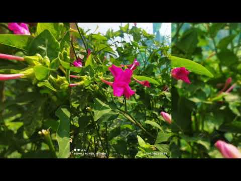 Nature click 📸📸