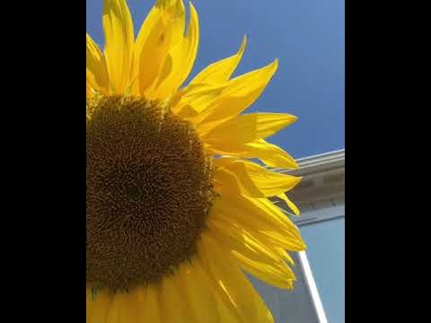 😍 #girasol-gigante 🌻 mammoth sunflower