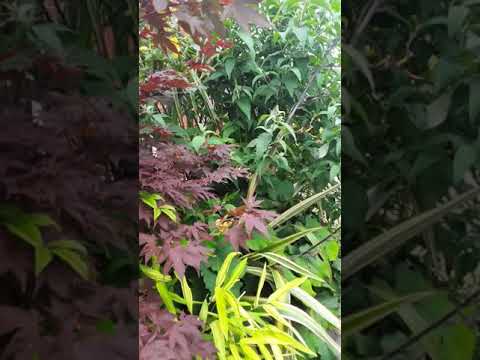 Dolly's Jaimacan Garden 2019 1