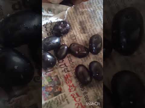 niral kayi shorts #ನೆರಳ ಹಣ್ಣು #fruits