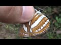 ANGKOR Butterflies Forest Exploring Angkor Wat Cambodia Laos Se1