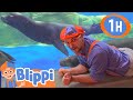 Blippi Swims With Seals 1 HOUR BEST OF BLIPPI ANIMALS Educational Videos For Kids Blippi Toys