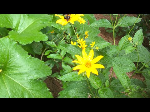 Usaa Dividends And Distributions Detailed Login