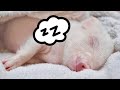 1 Hours Sleep With Piggy Super Relaxing Sleeping Music Bedtime Lullaby For Sweet Dreams