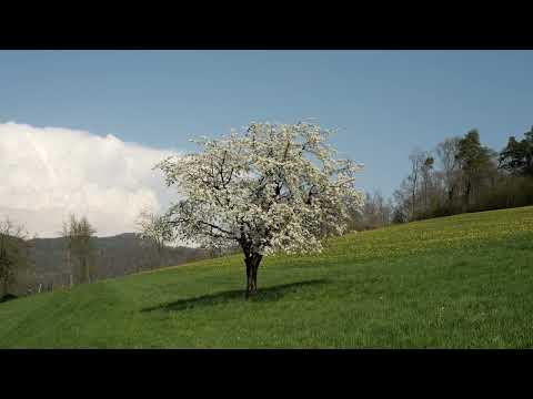 Landschaft Lausen am 14 April 2022