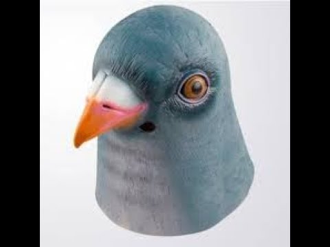 Oorbit - Viva la pigéon