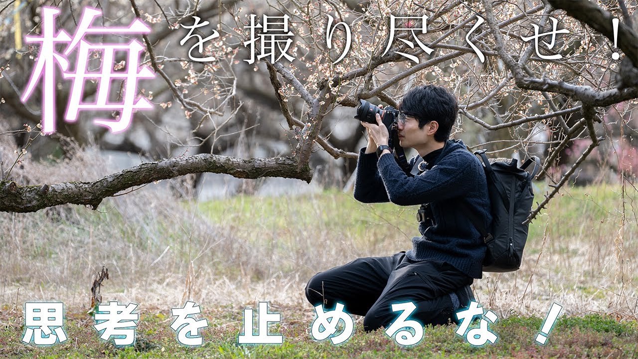【春の被写体】今撮れる最高の被写体はこれだ！！広大な梅林で最高の1枚を追う！【梅撮影】