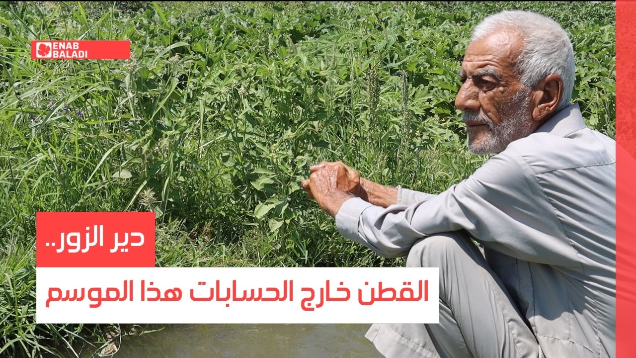 دير الزور.. القطن خارج الحسابات هذا الموسم