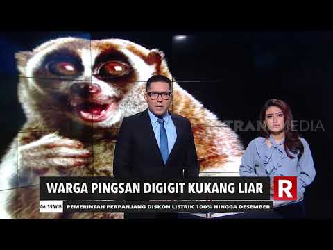 Resident Faints After Being Bitten by a Wild Slow Loris | MORNING EDITORIAL (August 12, 2020)