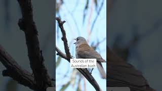 Download lagu Suara-Suara Semak Australia - Burung Shrikethrush Abu-abu #burung #suaraburung #satwa liaraustralia #satwa liar mp3