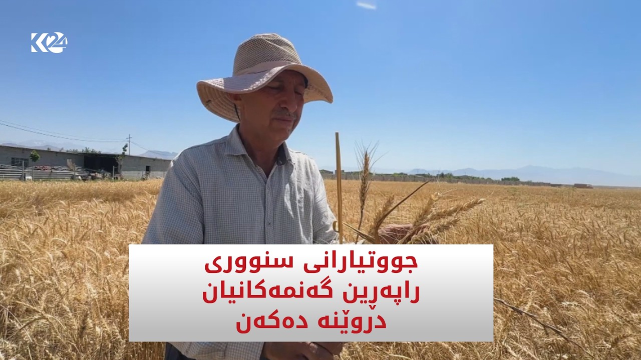 ڤیدیۆ | جووتیارانی سنووری راپەڕین گەنمەکانیان دروێنە دەکەن