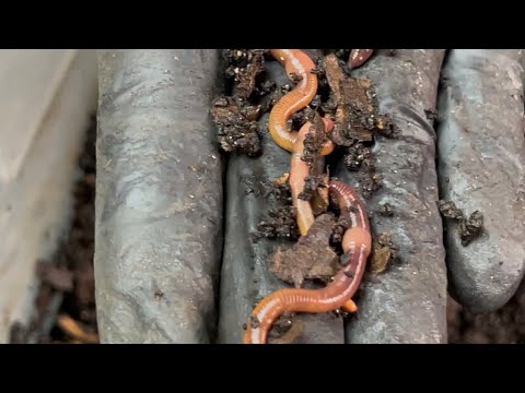 5 Reasons I Manually Pull Breeders for a Bin Reset vs Using Downward Migration