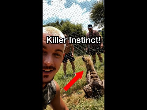 HOW DO YOU SEE IF A HYENA WANTS TO KILL YOU? 😱😳 #shorts