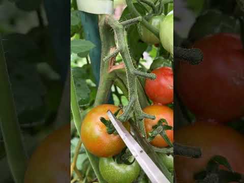 サラダ レタス チャイブ リンゴ 果樹のふもとにある野菜は何でしょう